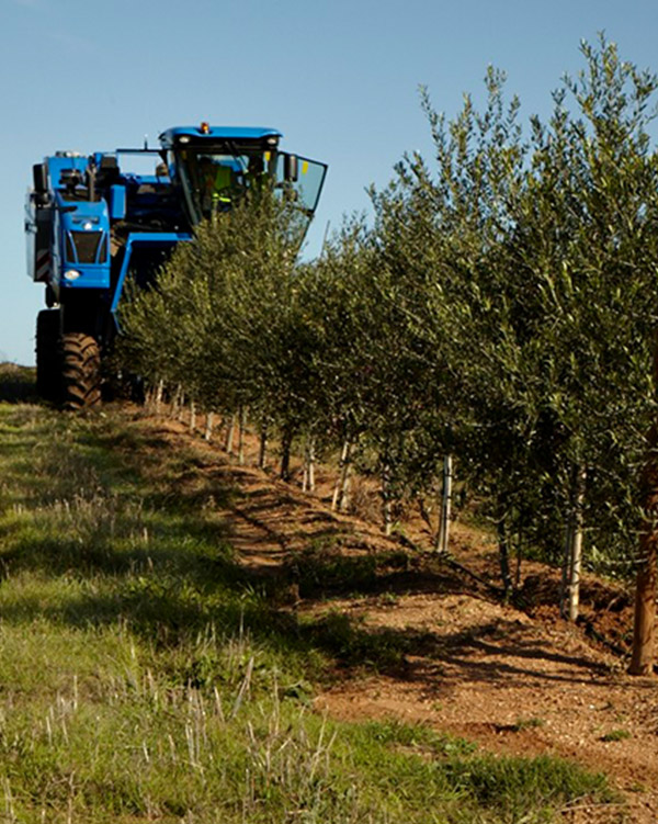 Oliveira da Serra Lagar do Marmelo